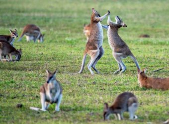 Kangaroo Court